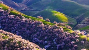 分享两张治愈系风景图-树屋小站